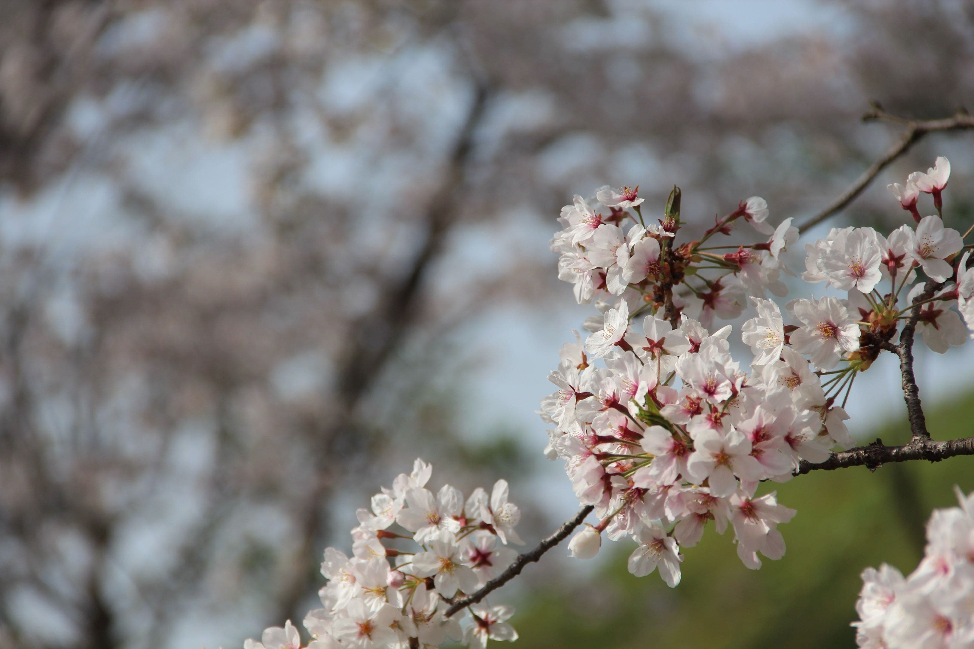 JP WHITE FLOWER - NATURE Photography by Nalani Mason